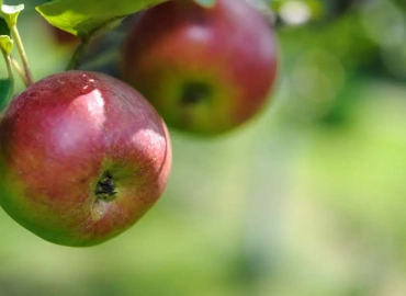 2 Apple Trees