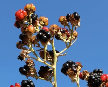 Public Blackberries