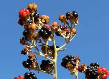 Public Blackberries