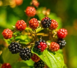 Blackberry Bush – Free Fruit
