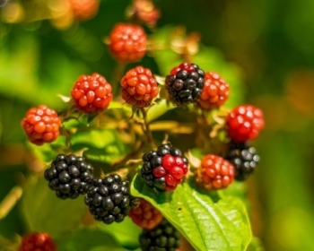 Blackberry Bush – Free Fruit