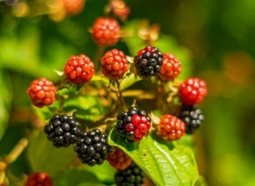 Blackberry Bush – Free Fruit